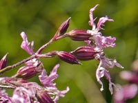 Lychnis flos-cuculi